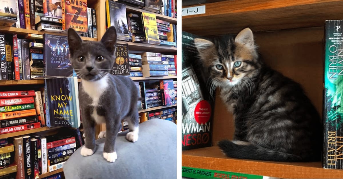 This Bookstore Lets You Cuddle With Kittens And You Can Even Adopt Them