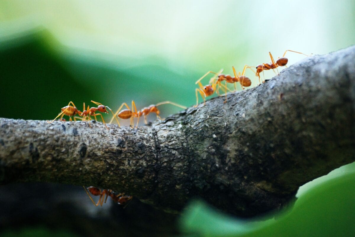 Here Is How to Keep Ants, Fleas, And Roaches Away From Your Home This Spring Without Pesticides