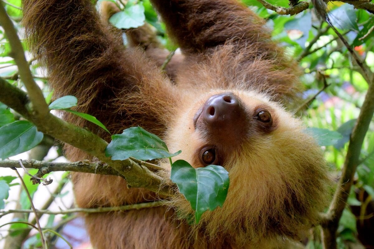 You Can Stay At A Sloth Reserve Complete with Yoga and A Spa