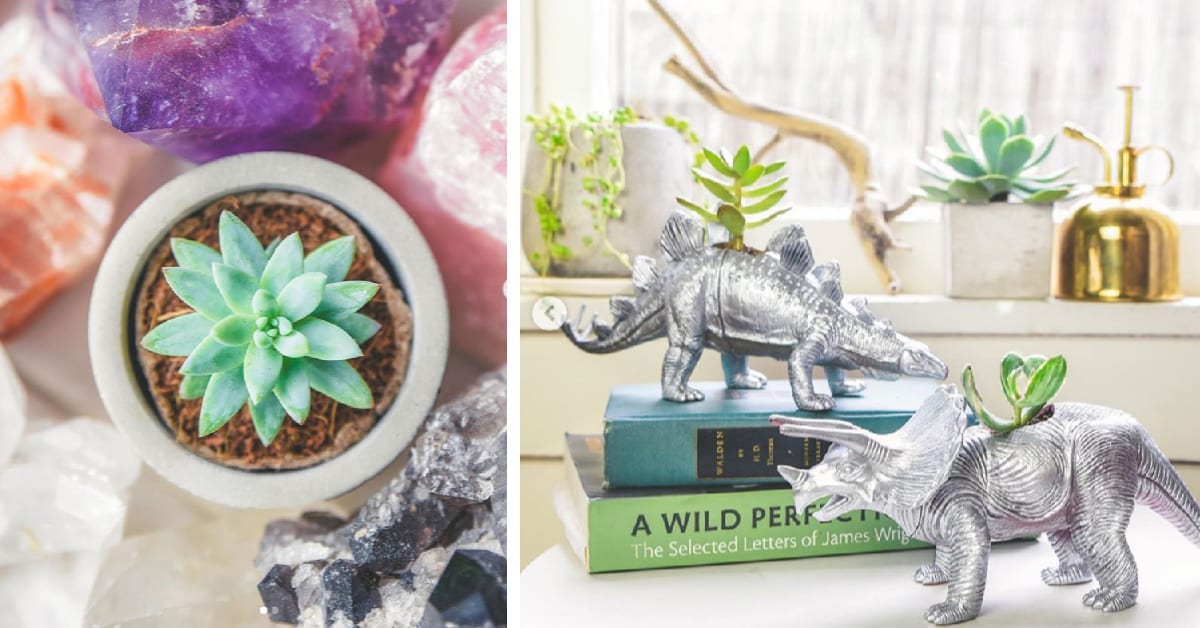 You Can Get A Succulent Subscription Box Delivered Directly To Your Home