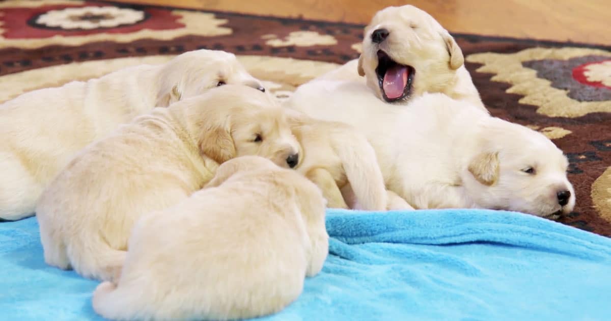 Animal Planet Is Airing A 94 Hour Marathon Of Puppies and Kittens And It’s Everything We Need