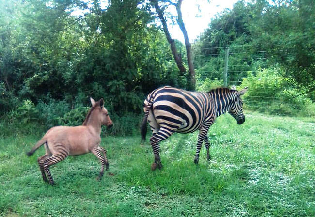 A Zebra Gave Birth To A “Zonkey” and It’s The Cutest Thing You’ll See Today