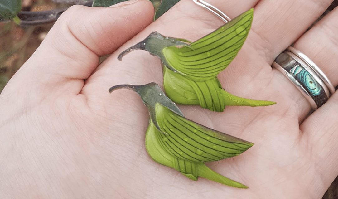 This Flower Has Petals That Look Exactly Like A Hummingbird and I Need To Plant Some