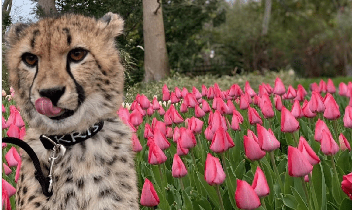 You Can Now Take A Virtual Tour Of The Botanical Gardens At The Cincinnati Zoo