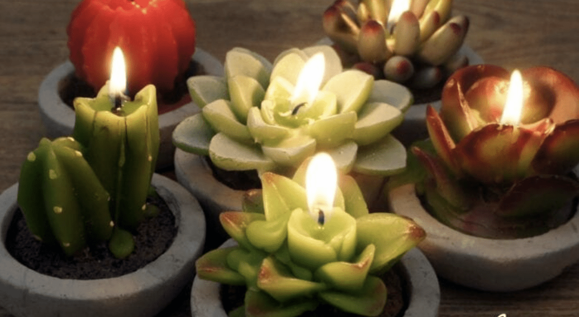 You Can Get Citronella Succulent Candles That Help Keep the Mosquitos Away and I Want Them All