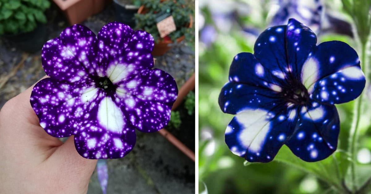 Galaxy Flowers Exist And They Look Exactly Like Outer Space