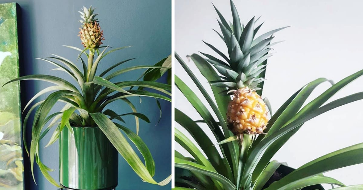 Home Depot Is Selling A $30 Pineapple Plant And I Need It