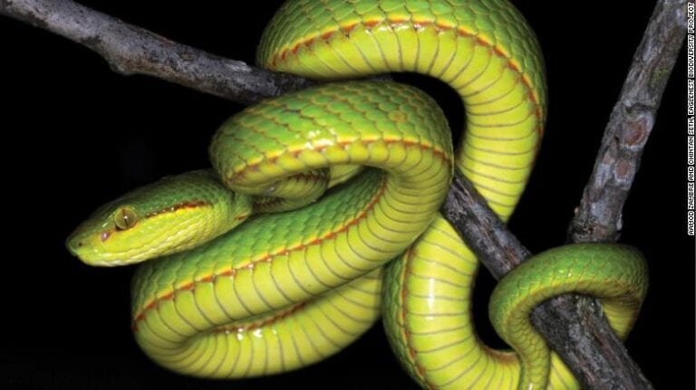 A New Snake Has Been Found And It Is Named After Salazar Slytherin From Harry Potter