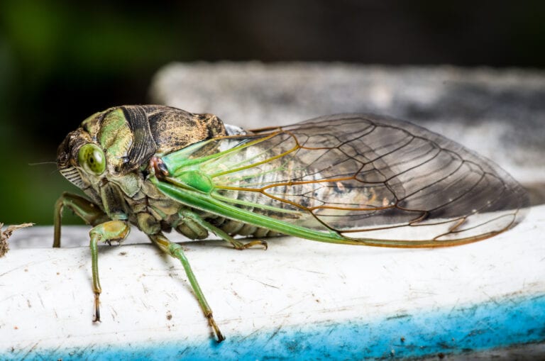 17-Year Cicadas Are Going To Invade The East Coast And Now I’m Moving