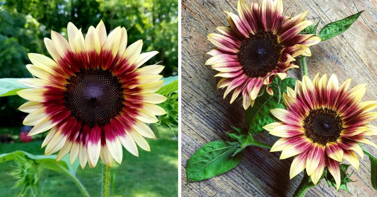 You Can Plant Strawberry Blonde Sunflowers That Have Pink Gradient Petals and I’m In Love