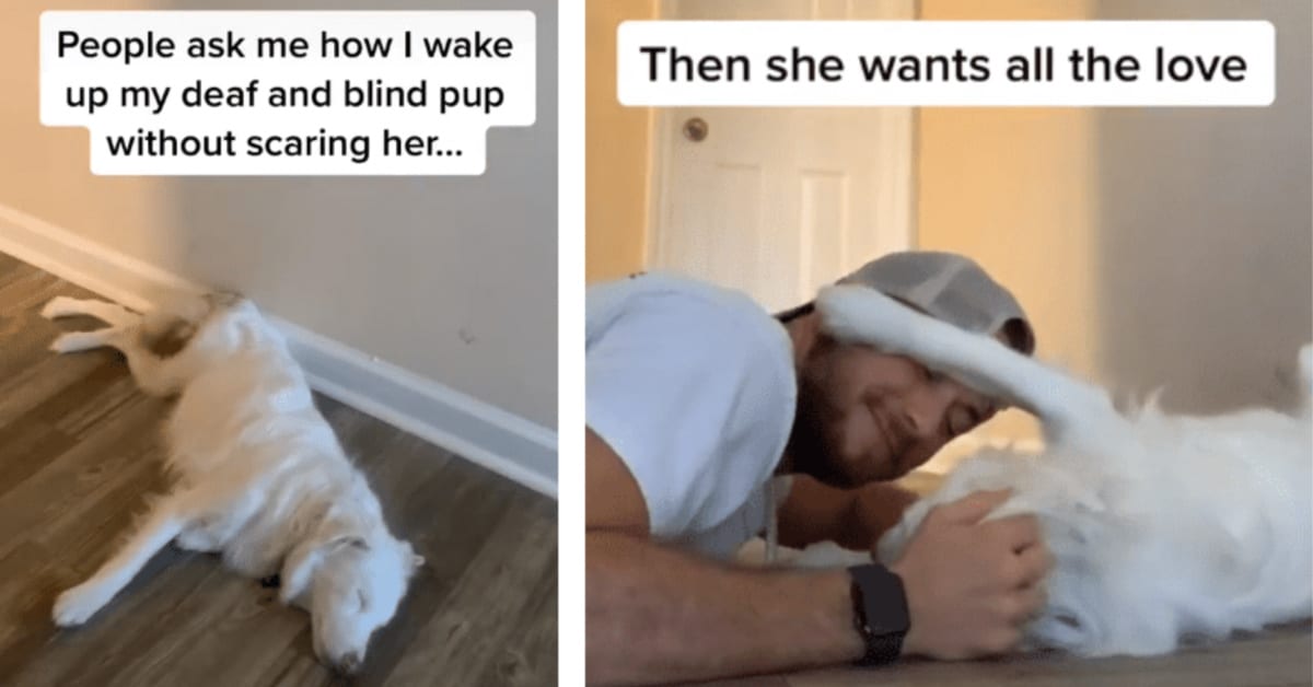 This TikTok Video of A Guy Waking Up His Deaf and Blind Dog is The Feel Good Moment We All Need