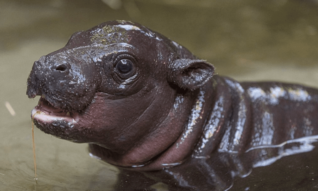 The San Diego Zoo Announced The Birth of An Endangered Pygmy Hippo and I’m In Love