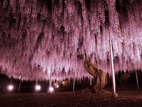This  144-Year-Old Wisteria Tree In Japan Looks Like A Pink And Purple Sky When You Stand Below It
