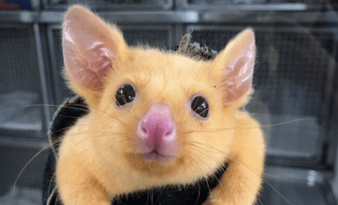 A Veterinary Clinic Rescued A Rare Golden Possum and People Say They Found  A Real Life Pikachu