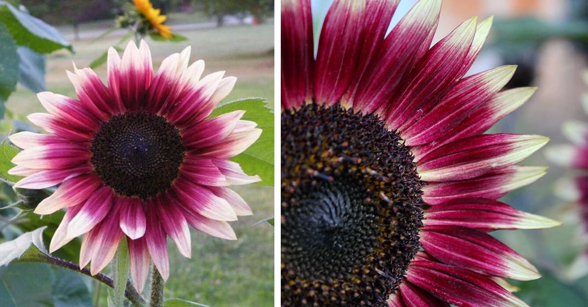 You Can Plant Cherry Rose Sunflowers With Maroon Gradient Petals And I’m In Love