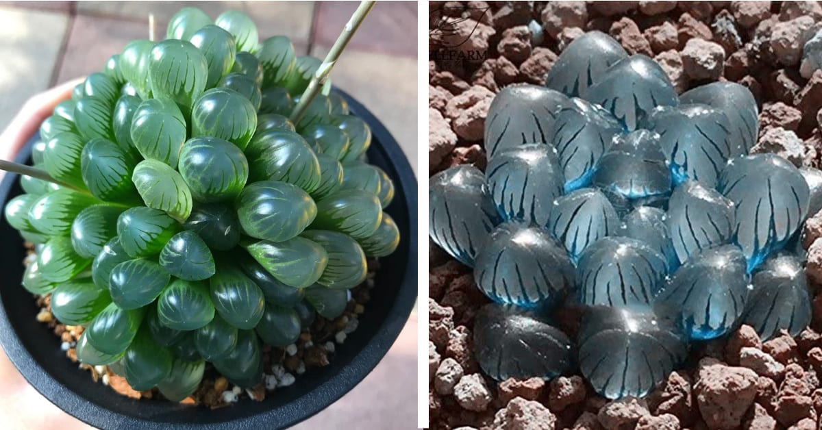 You Can Get A Clear Succulent Plant That Looks Like Tiny Opals And I Need One Immediately