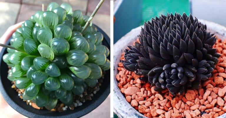14 Of The Coolest Succulent Plants You Will Ever See And How You Can Get Them