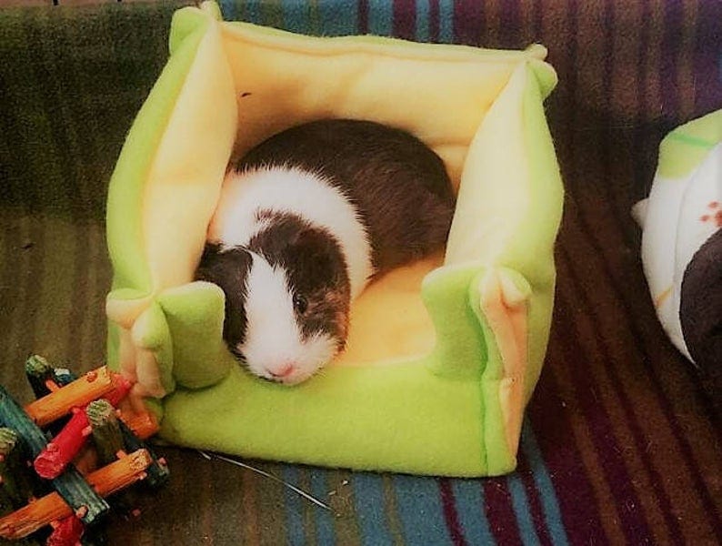 You Can Get A Tiny Guinea Pig Bed And It’s The Cutest Thing I’ve Seen Today