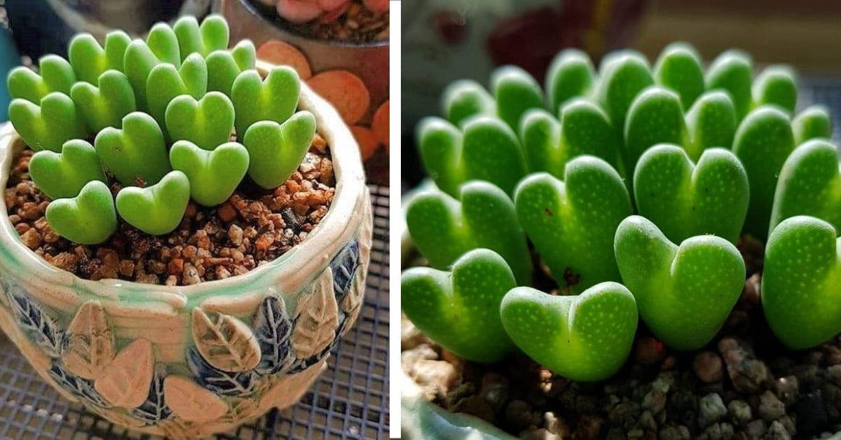 You Can Get A Succulent Plant That Looks Like Tiny Hearts and I Love It
