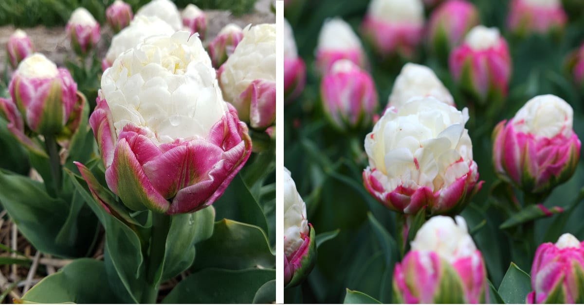You Can Plant ‘Ice Cream Tulips’ That Look Like Strawberry Ice Cream With Whipped Cream On Top