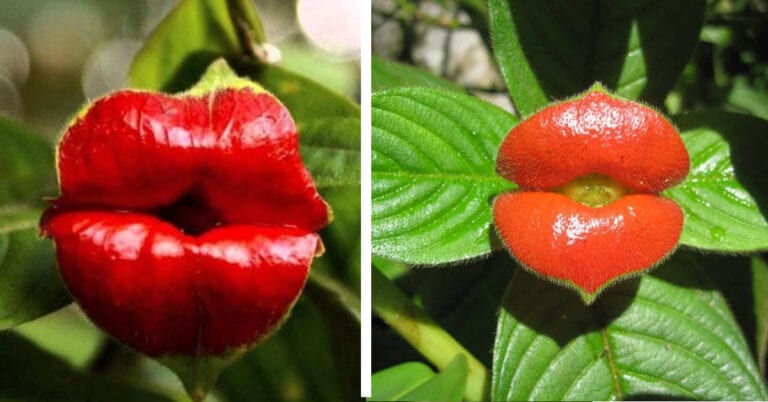 You Can Plant A Flower That Looks Like Plump Lips and I Need It