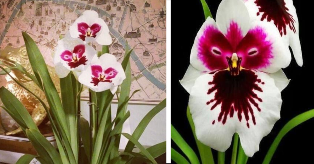 You Can Get Orchids That Look Like Owl Faces And I Need Them In My Life