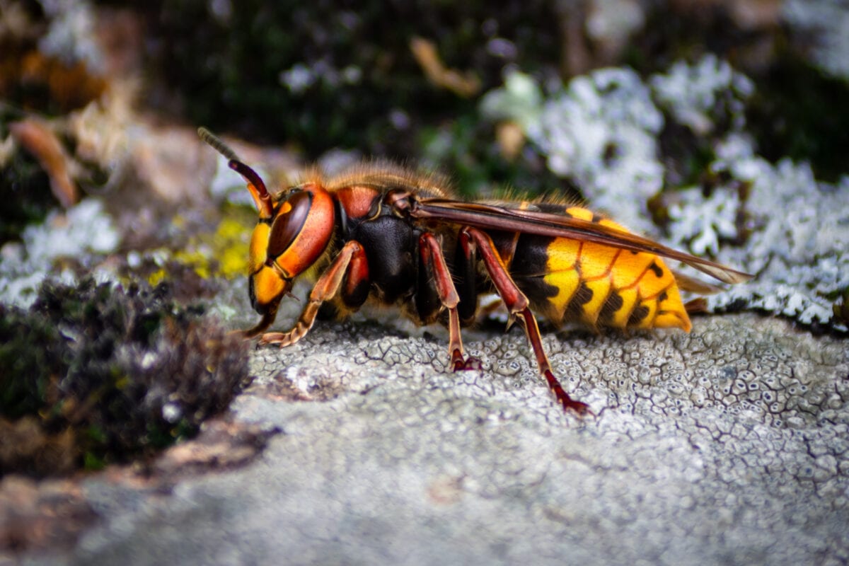 ‘Murder Hornets’ Have Entered The United States. Here’s What You Need to Know.