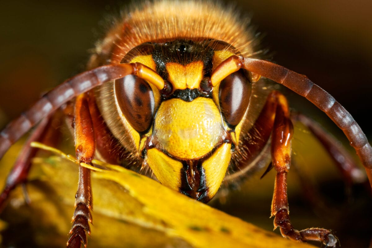 ‘Murder Hornets’ Have Made Their Way To The U.S., So There’s That