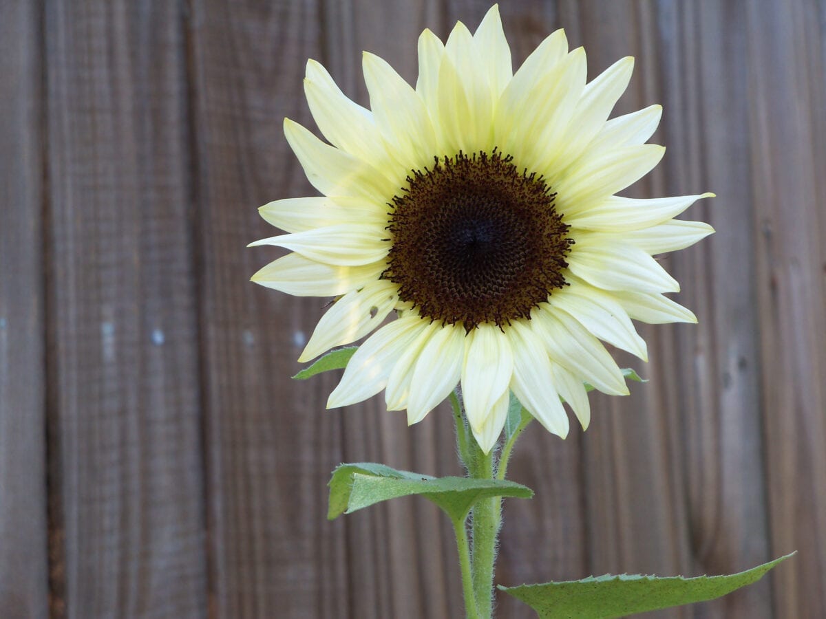 You Can Plant ‘Coconut Ice’ Sunflowers With Gradient Cream Petals and I’m In Love