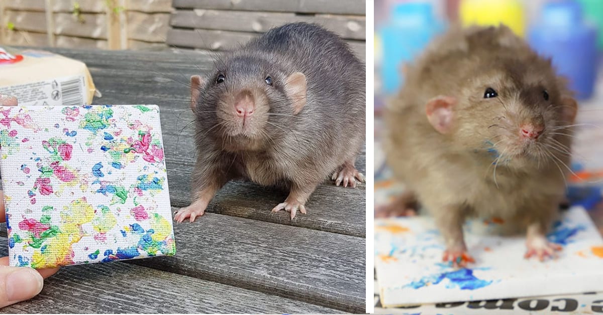 These Cute Rats Create Tiny Paintings And They Keep Selling Out. Now I Want One!