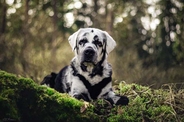 This Adorable Lab Has Vitiligo and Proves Being Different Is Awesome