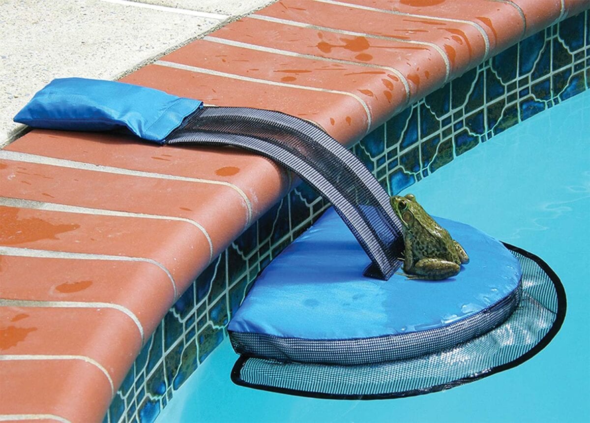 You Can Get A Tiny Ramp For Your Pool That Helps Save Animals From Drowning