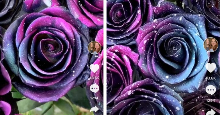 Here’s How You Can Make Your Own Galaxy Roses
