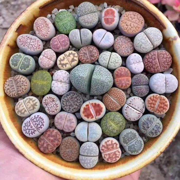 50+ painted rocks that look like succulents & cacti - I Love