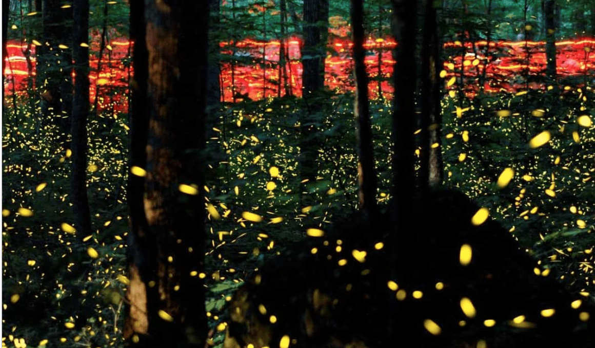 You Can Virtually Watch Thousands of Fireflies Light Up the Great Smoky Mountains Tonight. Here’s How.