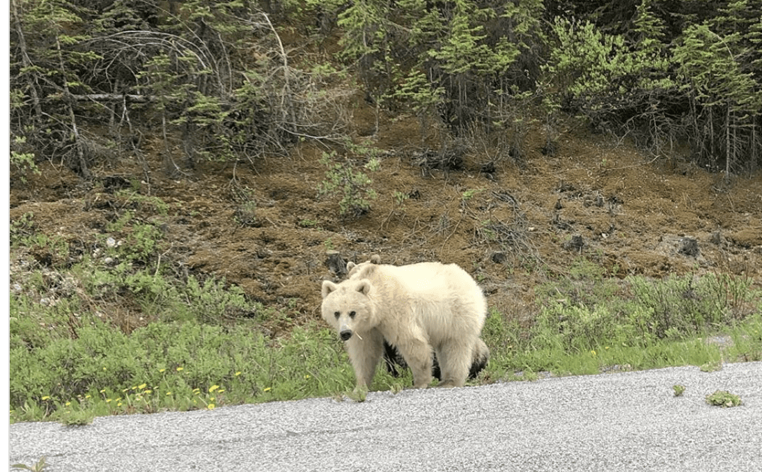 This Rare White Grizzly Bear Was Spotted In Canada and It Is Beautiful