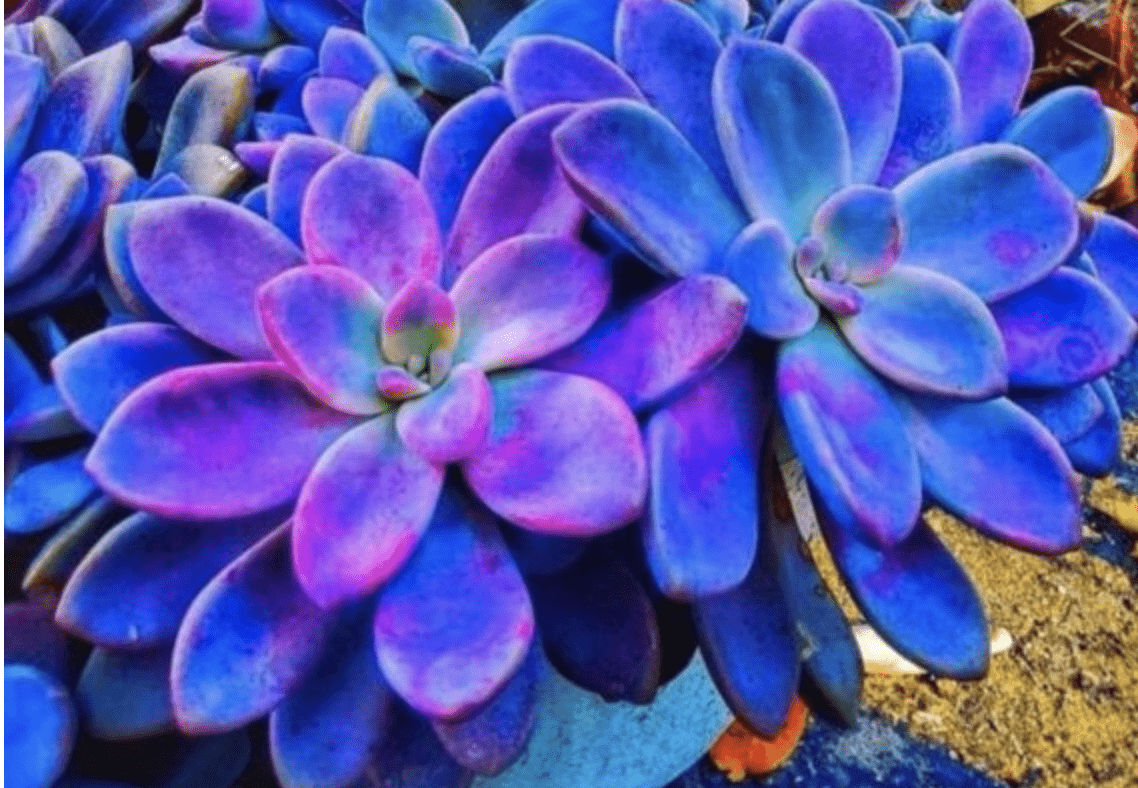 You Can Plant Seeds That Grow Colorful Galaxy Succulents and They Are Out Of This World