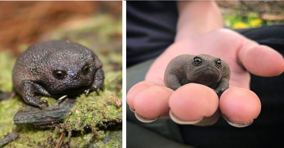 These African Rain Frogs Look Like Sad Avocados and Have An Adorable Squeak Sound