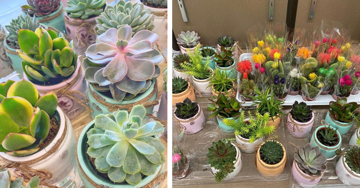 Aldi Is Selling $4 Succulent Plants and I Want Them All