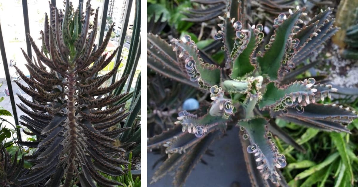 You Can Plant Succulents That Look Like Tiny Alligator Mouths And They Are A Sight To See