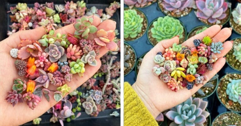 You Can Buy A Handful Of Tiny Baby Succulents And I Am In Love