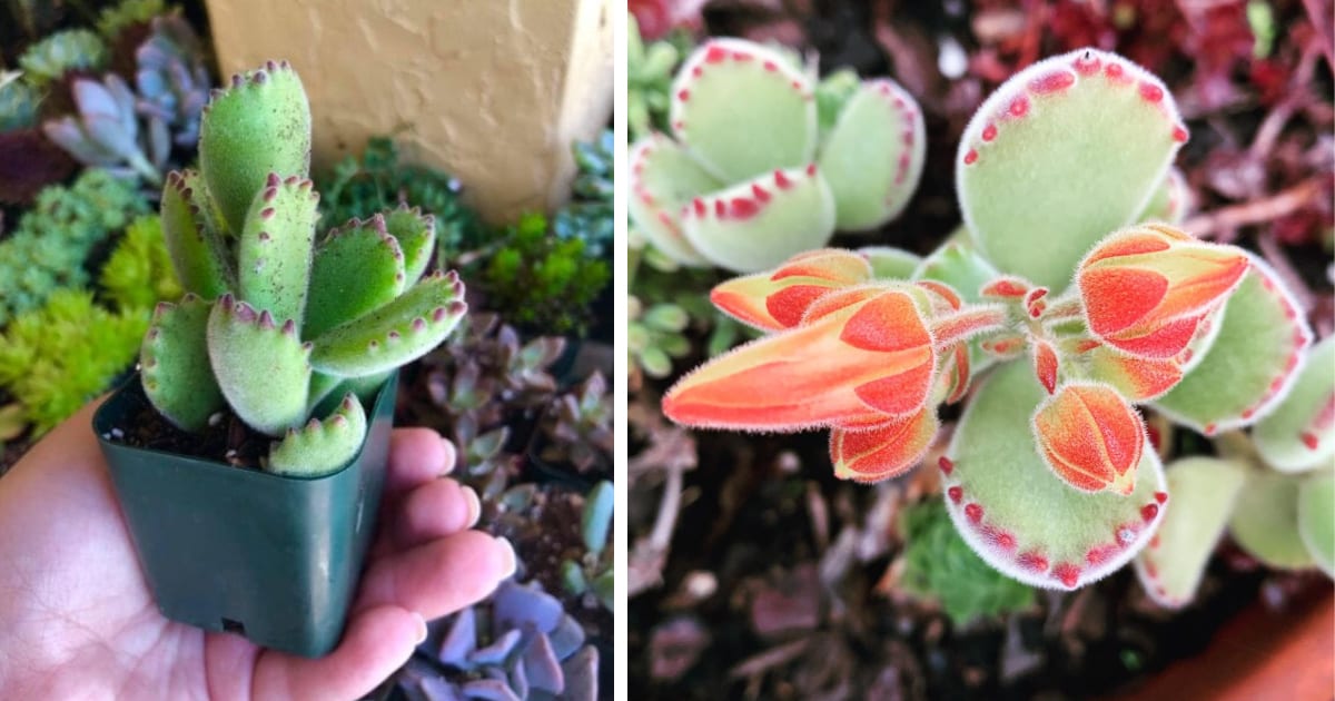 You Can Get Succulents That Look Exactly Like Baby Bear Paws And They’re Beary Cute