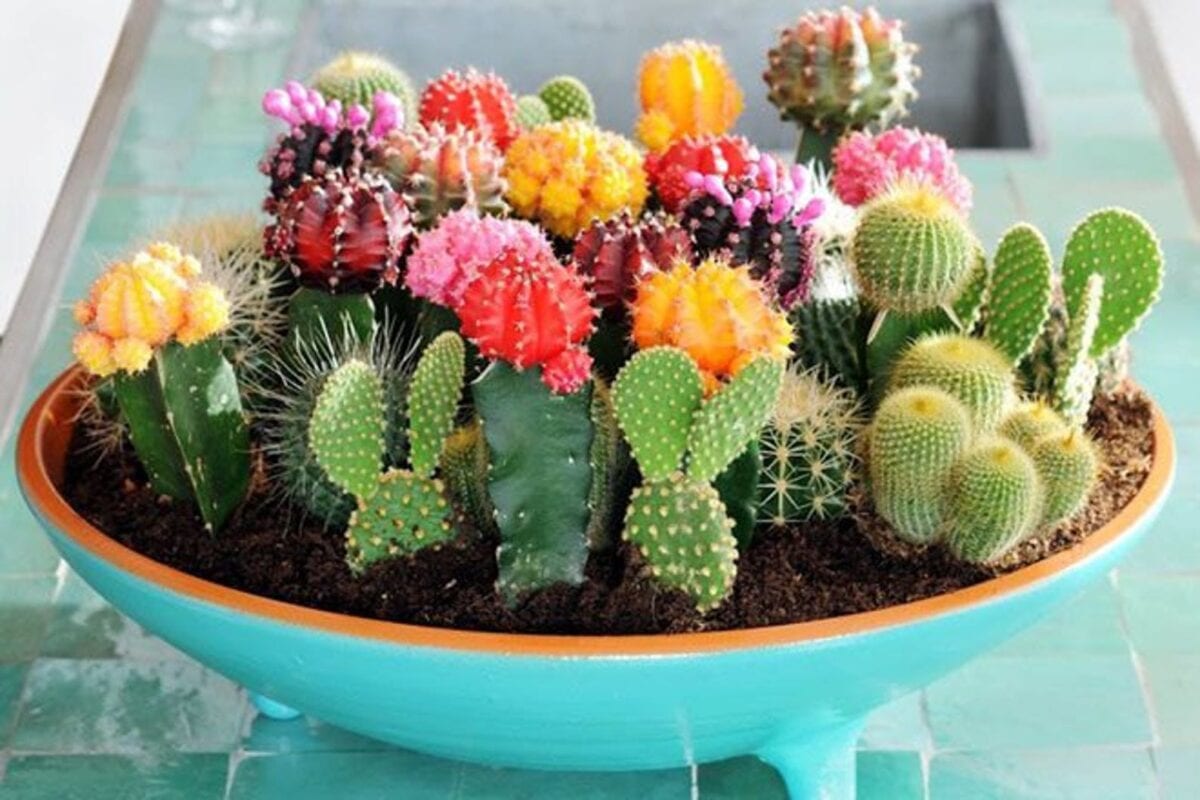You Can Grow Your Own Tiny Colorful Cactus Garden And I Need This In My Life
