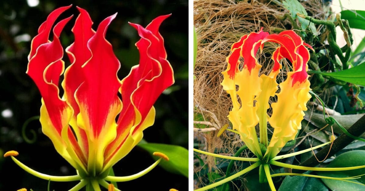 You Can Plant Flowers That Look Like Flames When They Bloom and I Need Them