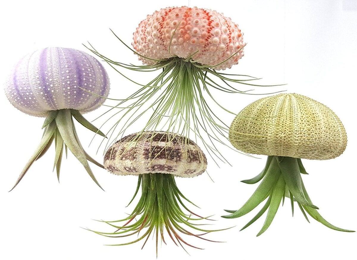 Air Purifying Succulent Jellyfish Plants Are Here To Turn Your Home Into An Indoor Aquarium