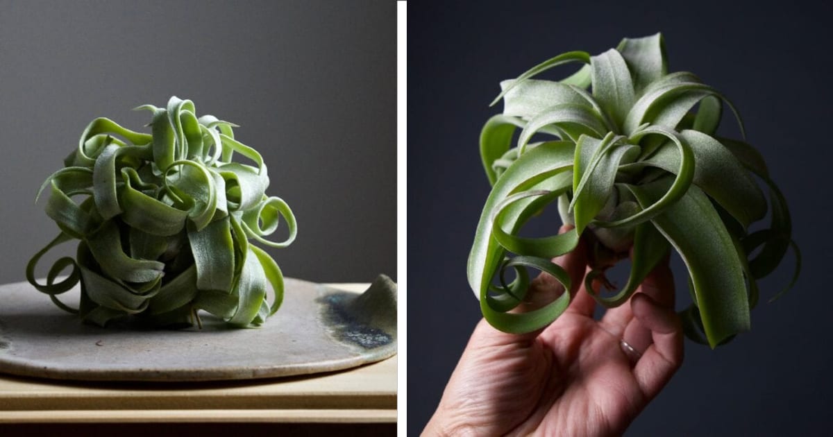 You Can Get An Air Plant That Looks Like A Giant Pile Of Pasta And I Need One