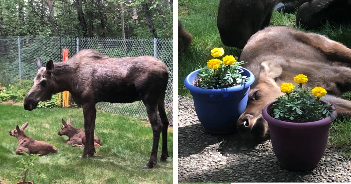 This Family Got A Surprise When A Momma Moose And Her Calves Decided To Hang Out In Their Backyard