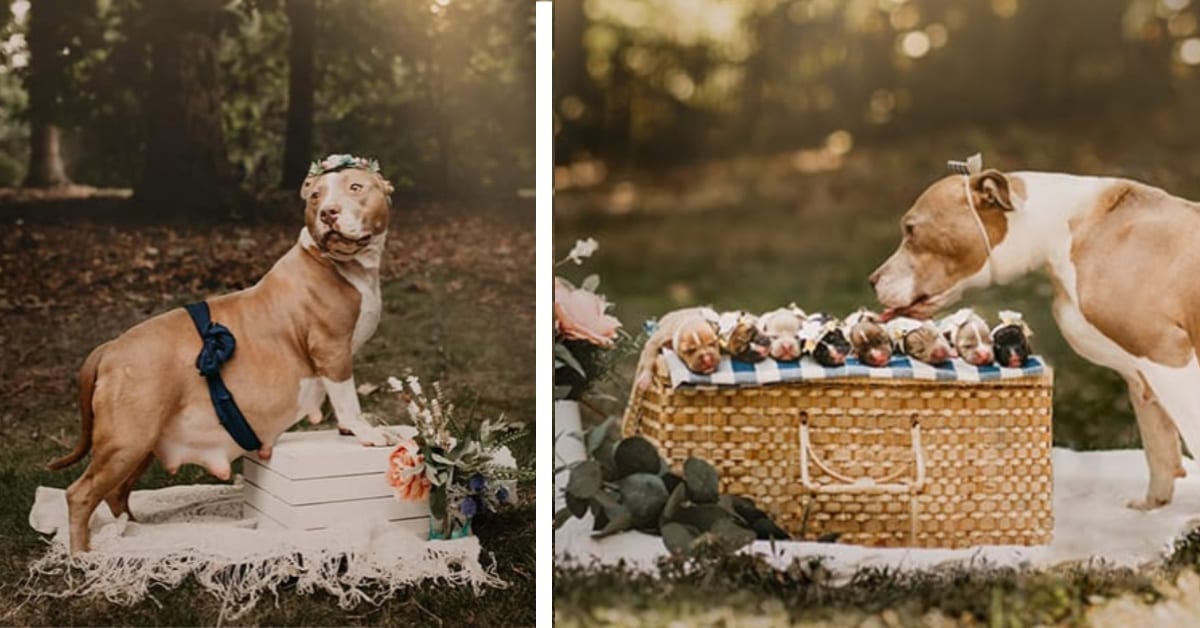 This Pitbull Had Her Own Maternity Photo Shoot And It Is The Sweetest Thing I’ve Ever Seen