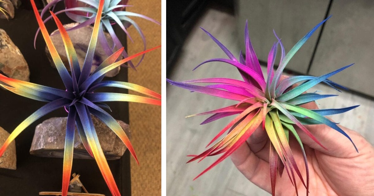These Rainbow Air Plants Purify The Air In Your Home And I Want Them All