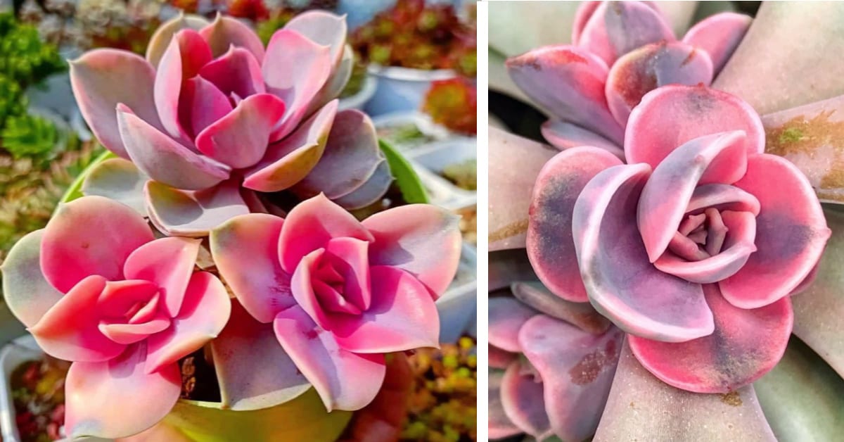 Rainbow Succulents Exist And I Want Them All